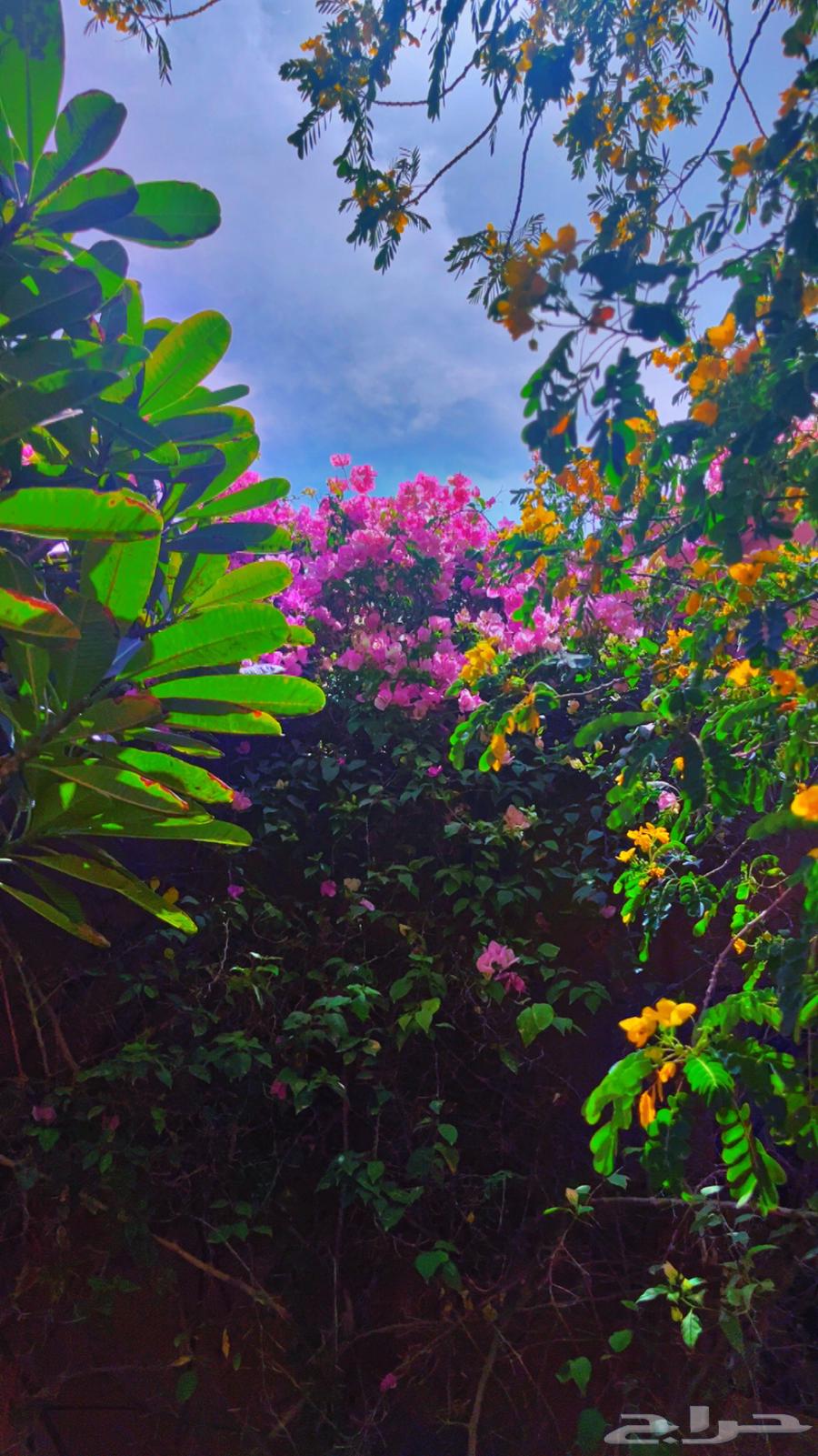 مطلوب مستثمر لبناء شاليهات64403393106690110