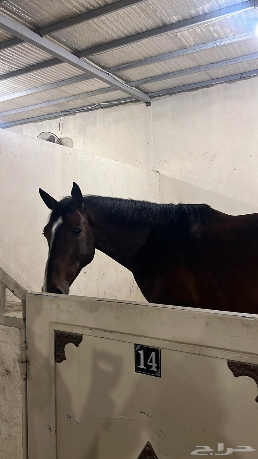 ايواء وتدريب خيل بالعماريه64403134344194112