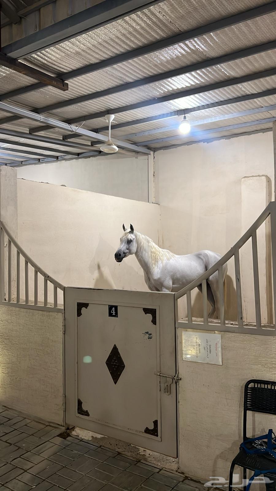 ايواء وتدريب خيل بالعماريه64403134344194113