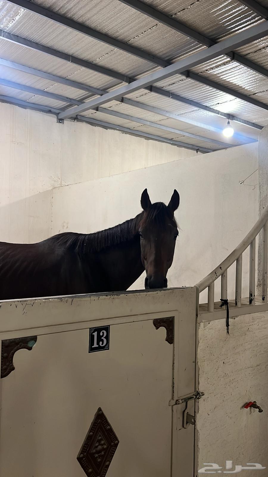 ايواء وتدريب خيل بالعماريه64403134344194114