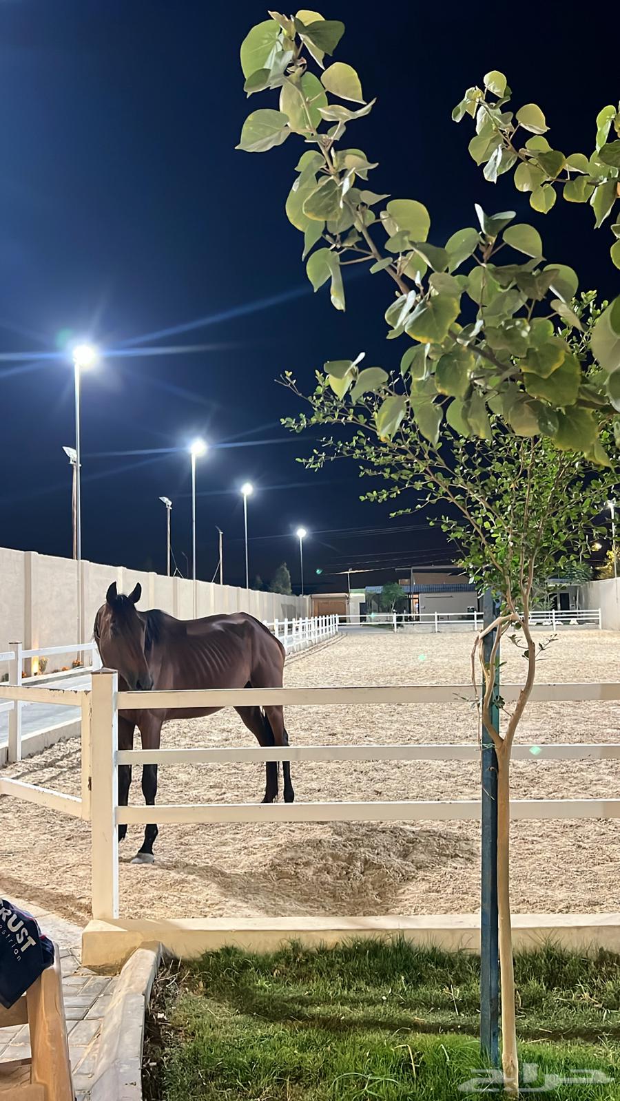 ايواء وتدريب خيل بالعماريه64403134344194110