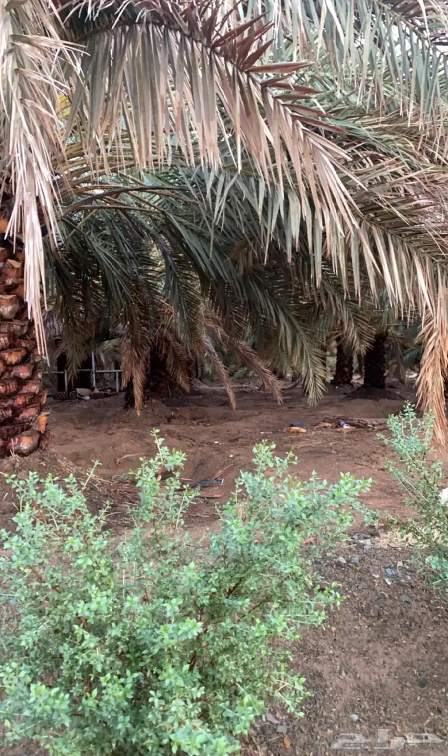 مطلوب مزرعه للإيجار في مكه64379923843714110