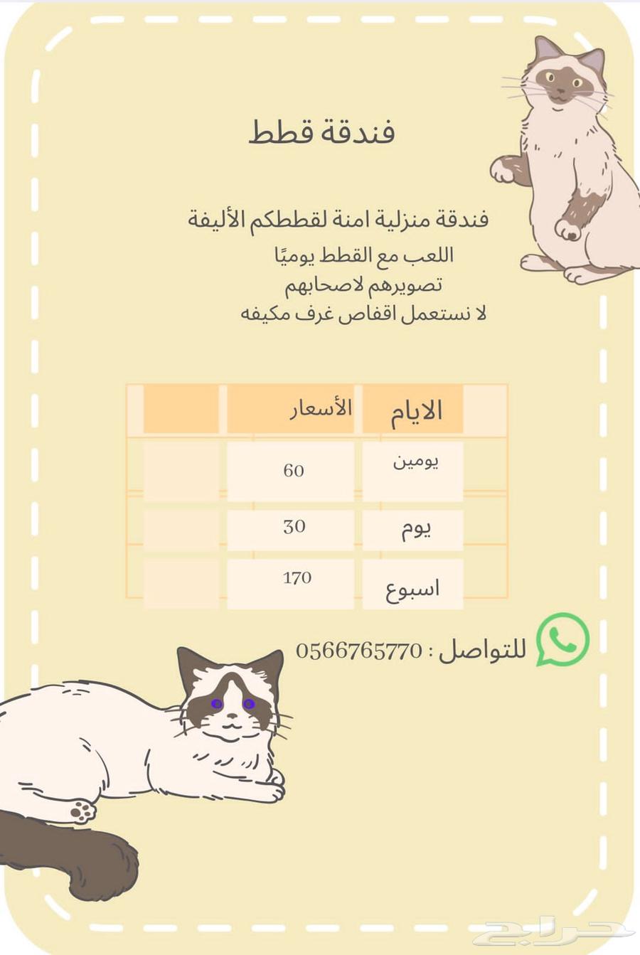 فندقة قطط وارانب جدة64403299879043110
