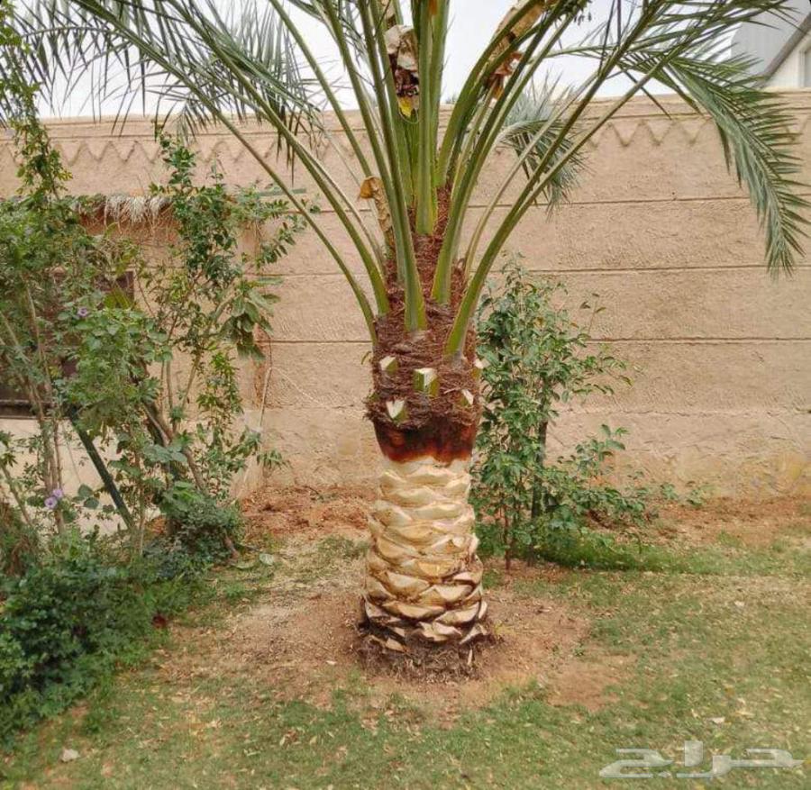 تكريب النخيل وقص وزراعة الأشجار64403068110211111