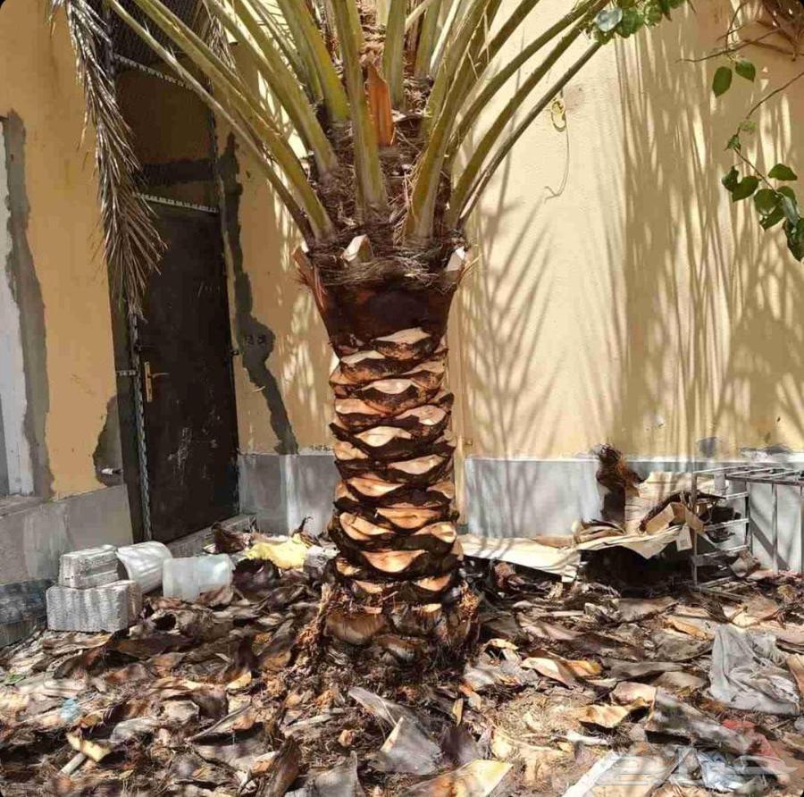 تكريب النخيل وقص وزراعة الأشجار64403068110211110