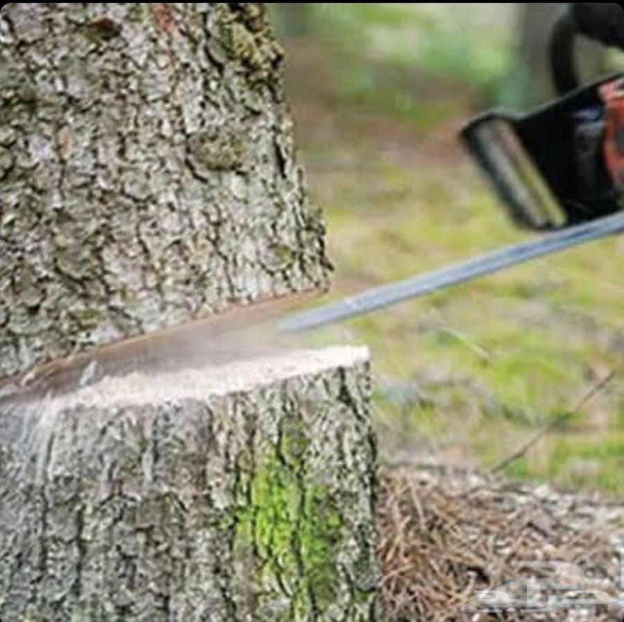 تكريب النخيل وقص وزراعة الأشجار64403068110211113