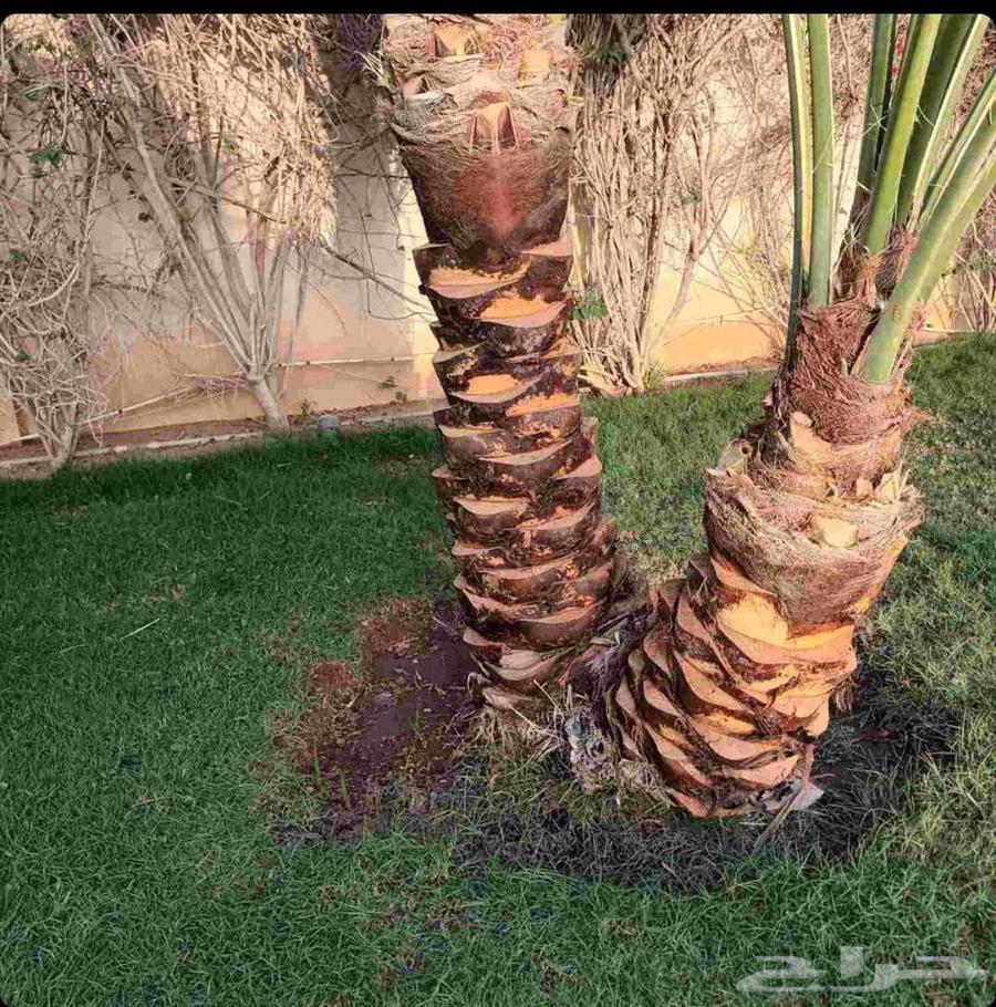 تكريب النخيل وقص وزراعة الأشجار64403068110211114