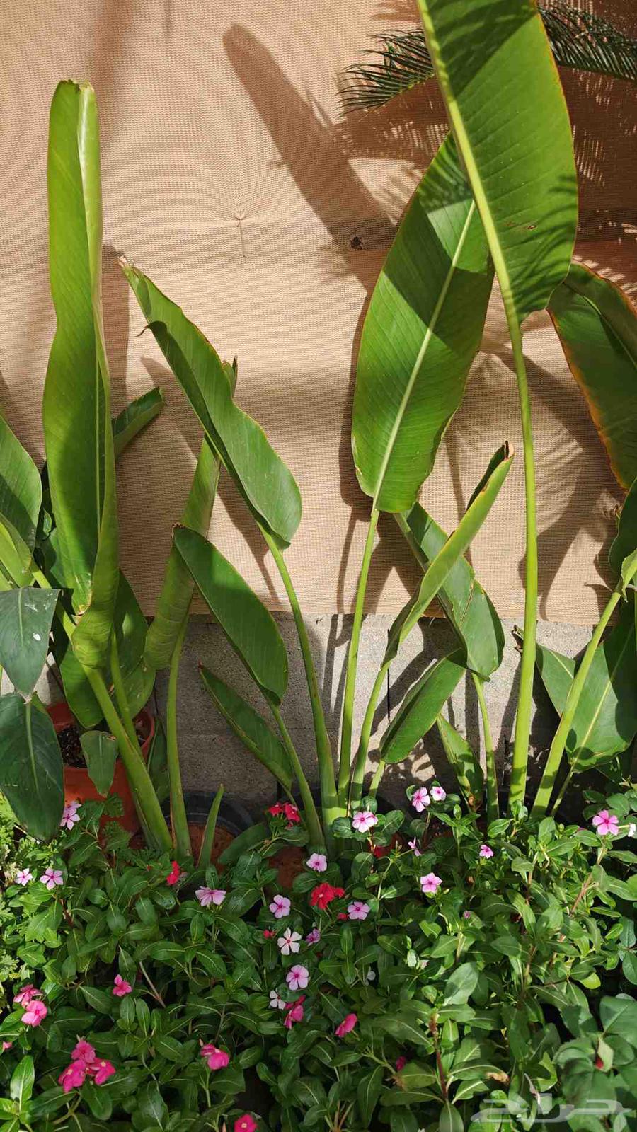 الزراعة الثيل الطبيعي وتركيب شبكات الري العادي والاتوماتيك64403409057922111