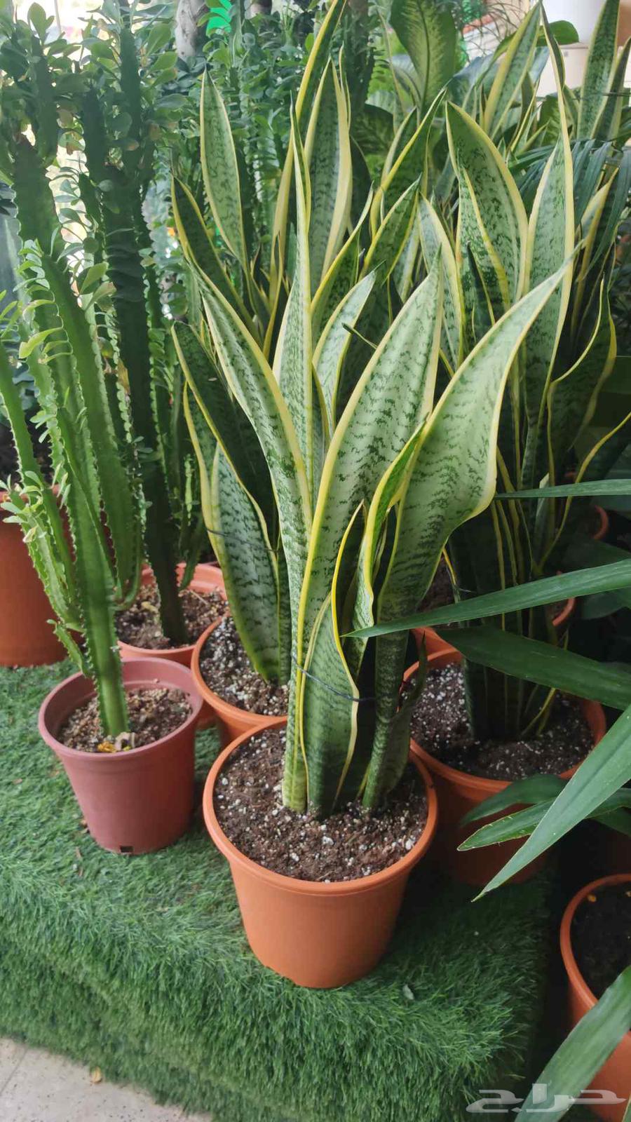 الزراعة الثيل الطبيعي وتركيب شبكات الري العادي والاتوماتيك64403409057922112