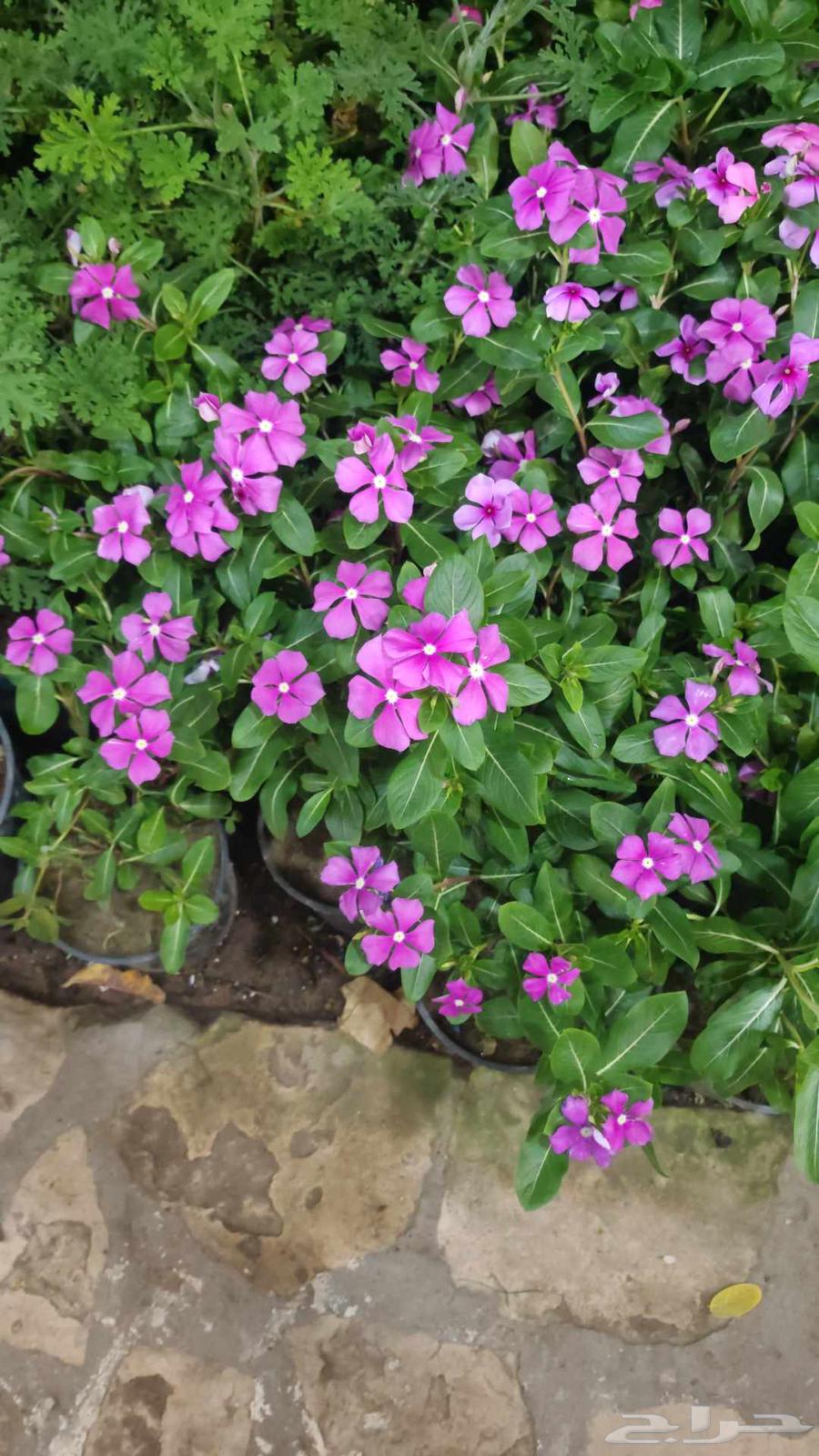 الزراعة الثيل الطبيعي وتركيب شبكات الري العادي والاتوماتيك64403409057922113