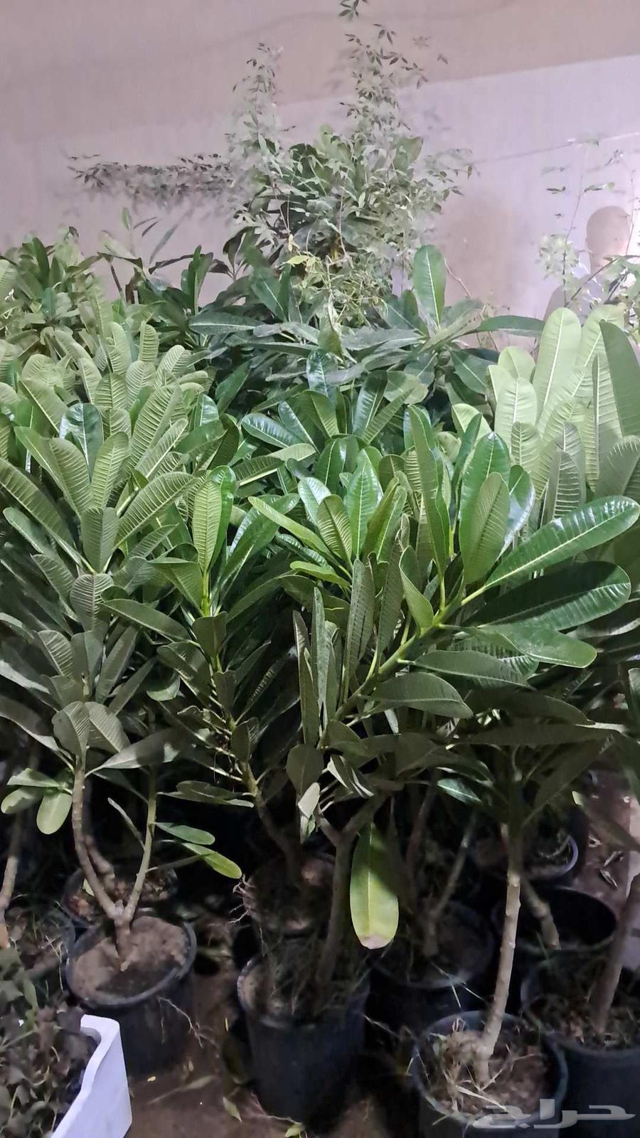 Nursery for landscaping and planting, selling Turkish citrus saplings, trees64403184278403114