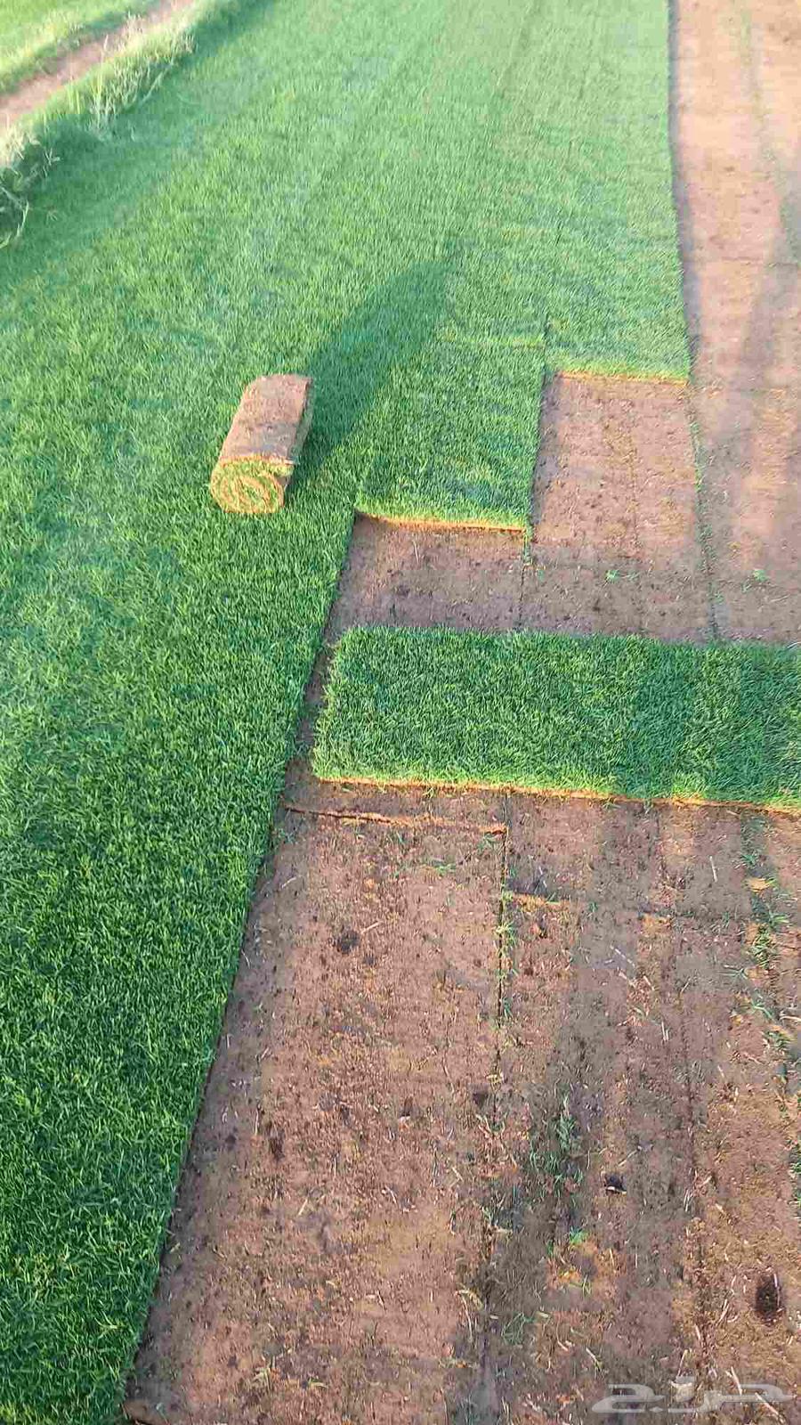 توريد وتركيب جميع انواع الثيل الطبيعي ثيل سي 2000فرنسي درجة64403456959233112