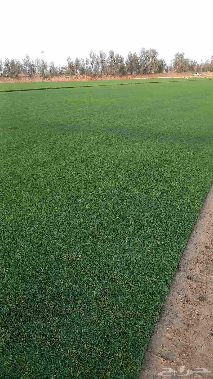 توريد وتركيب جميع انواع الثيل الطبيعي ثيل سي 2000فرنسي درجة64403456959233114