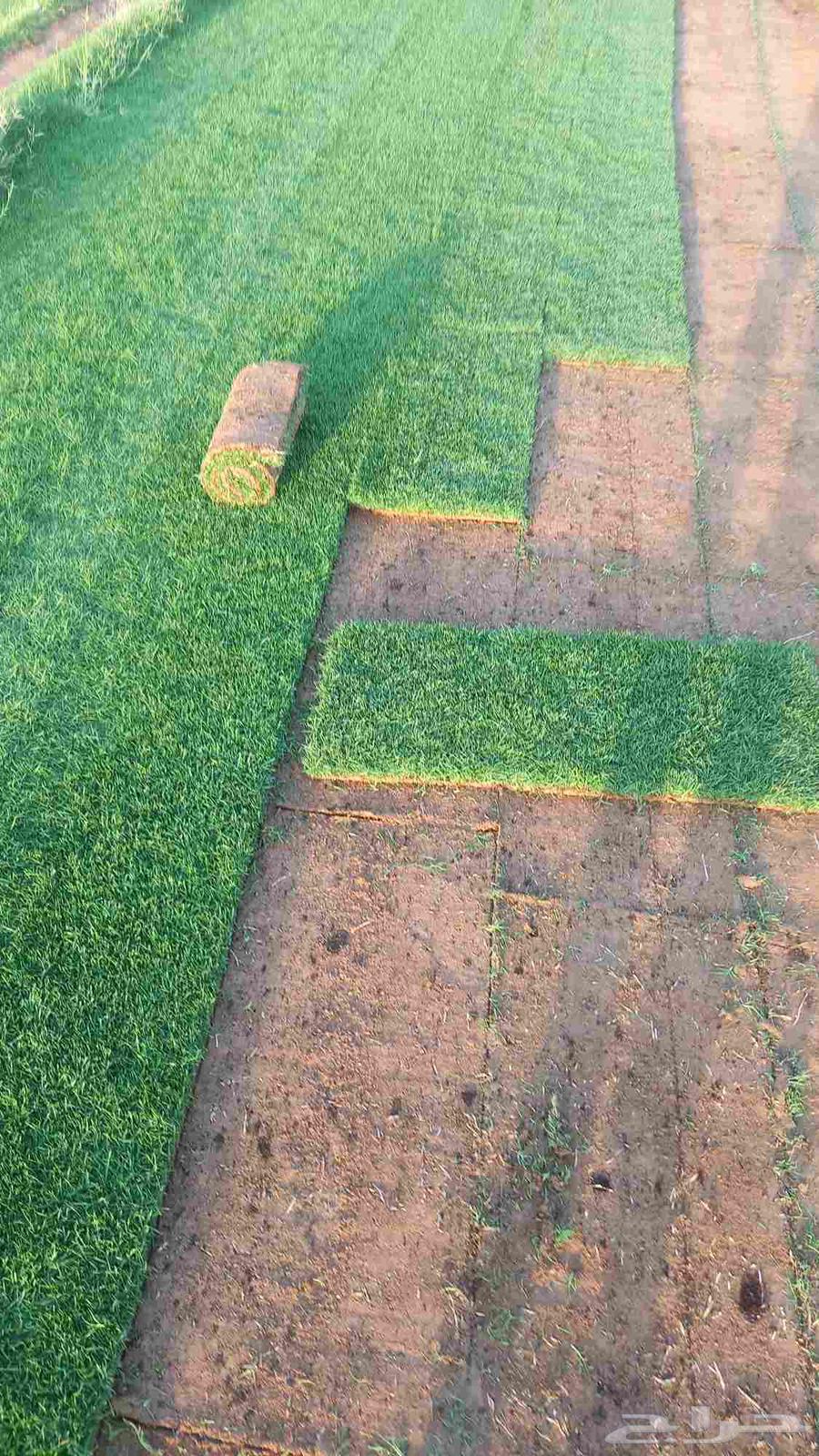 توريد وتركيب جميع انواع الثيل الطبيعي ثيل سي 2000فرنسي درجة64403456959233113