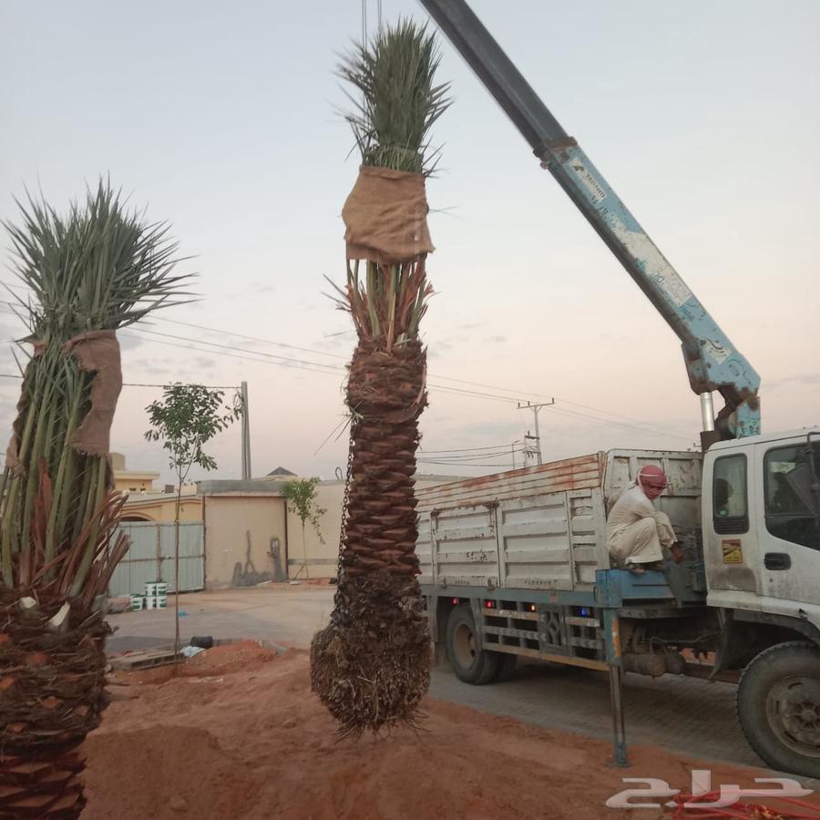 مقاول نخيل عربي وواشنطوني64403489632259110