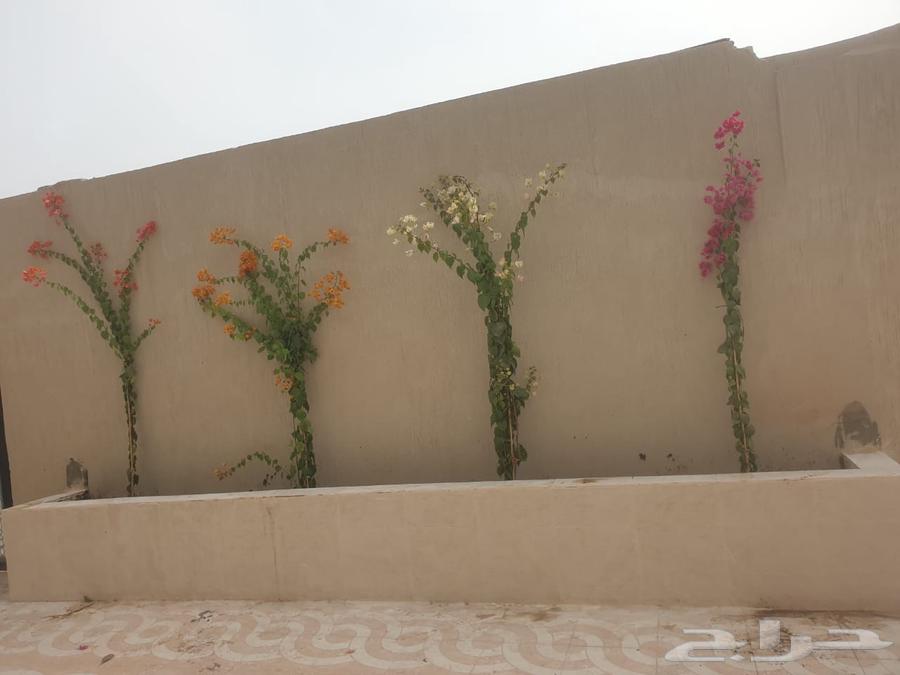 تصاميم أحواض أشجار وزراعة الأشجار  والعنايه بلمناظر الجميله64403268151555111