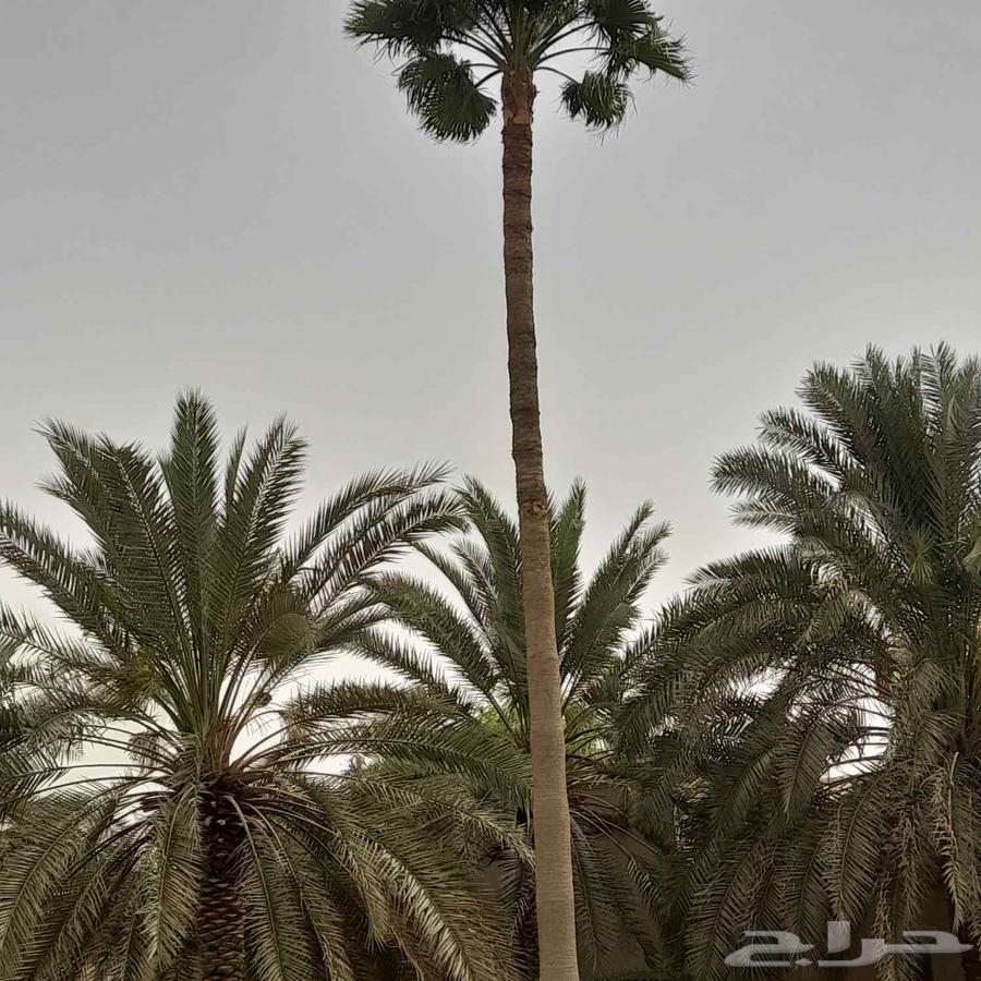 يا رب64380139534082113