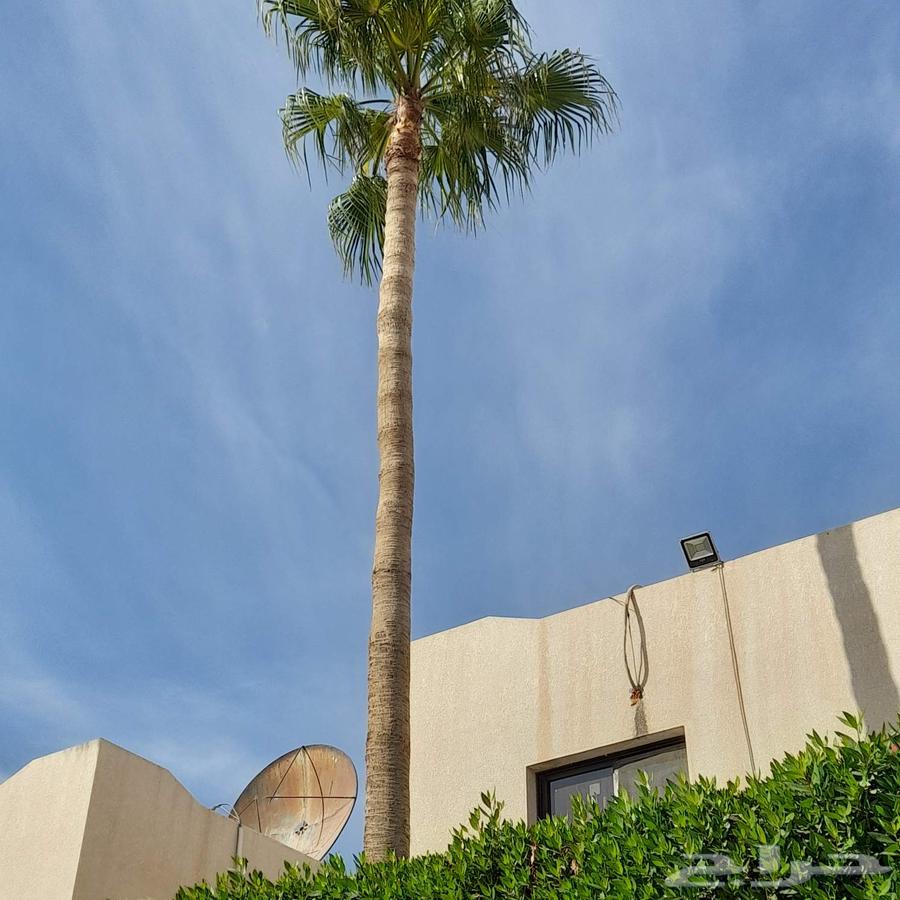 يا رب64380139534082110