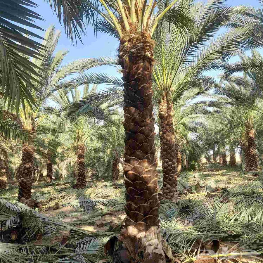 يا رب64380139534082112