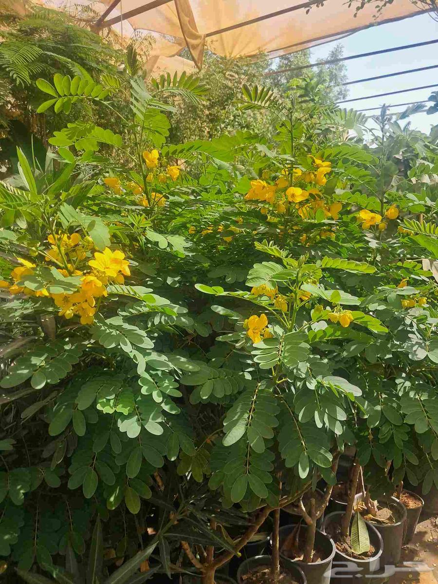 Nursery for landscaping and planting, selling Turkish citrus saplings, trees64403184278403112