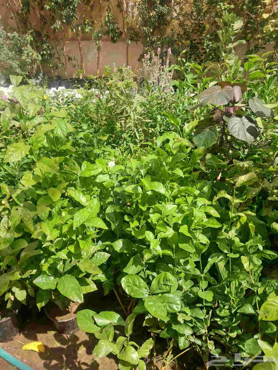 Nursery for landscaping and planting, selling Turkish citrus saplings, trees64403184278403111