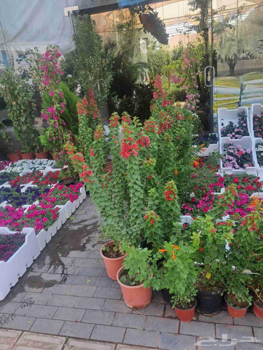 Nursery for landscaping and planting, selling Turkish citrus saplings, trees64403184278403110