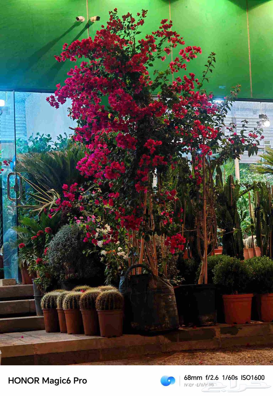 الزراعة الثيل الطبيعي وتركيب شبكات الري العادي والاتوماتيك64403409057922114