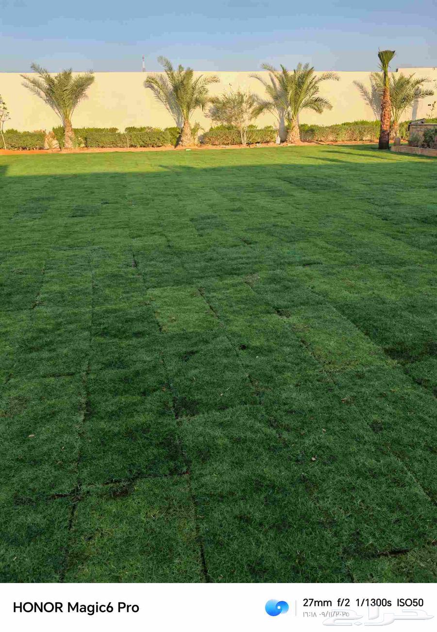 الزراعة الثيل الطبيعي وتركيب شبكات الري العادي والاتوماتيك64403409057922110