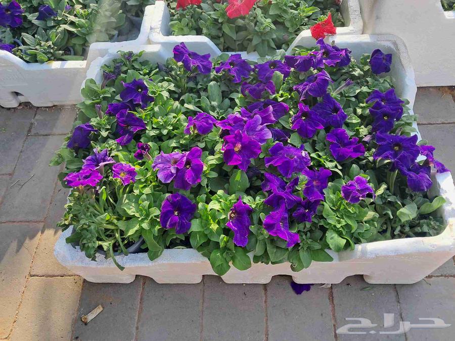 Nursery for landscaping and planting, selling Turkish citrus saplings, trees64403184278403113