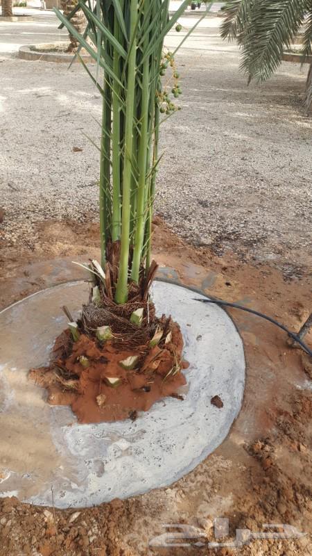 تكريب النخيل وقلع64403425300354112