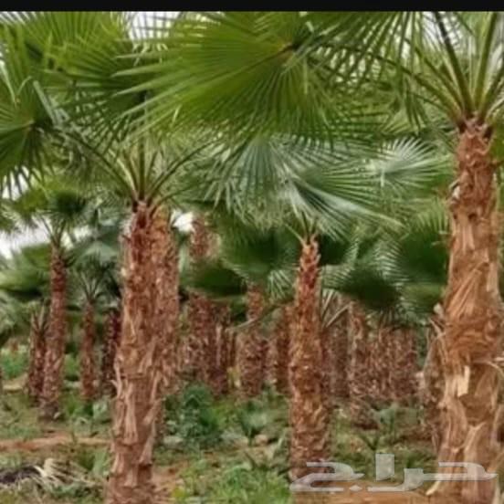 مقاول نخيل عربي وواشنطوني64403489632259111