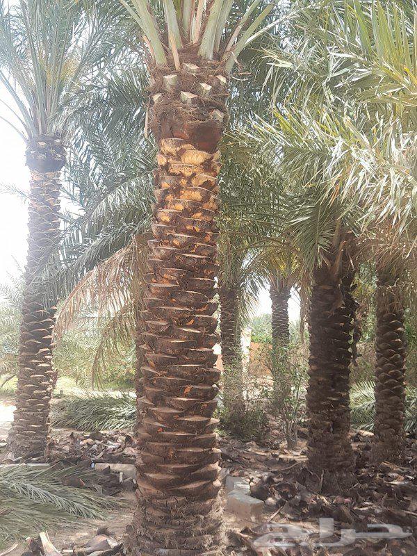 تكريب النخيل وقلع64403425300354111