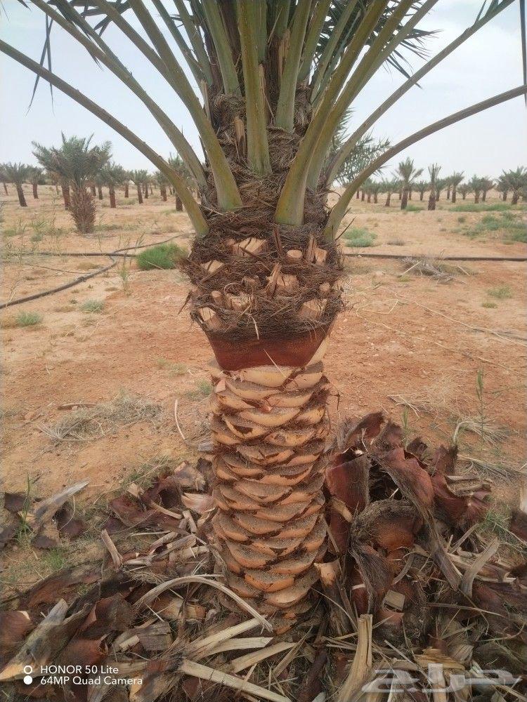 تكريب النخيل وقلع64403425300354110