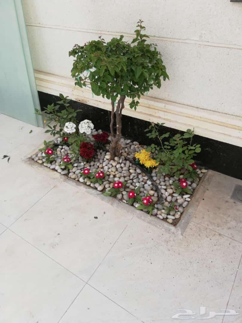 ثيل طبيعي وي ترتيب شجار64403235520130112