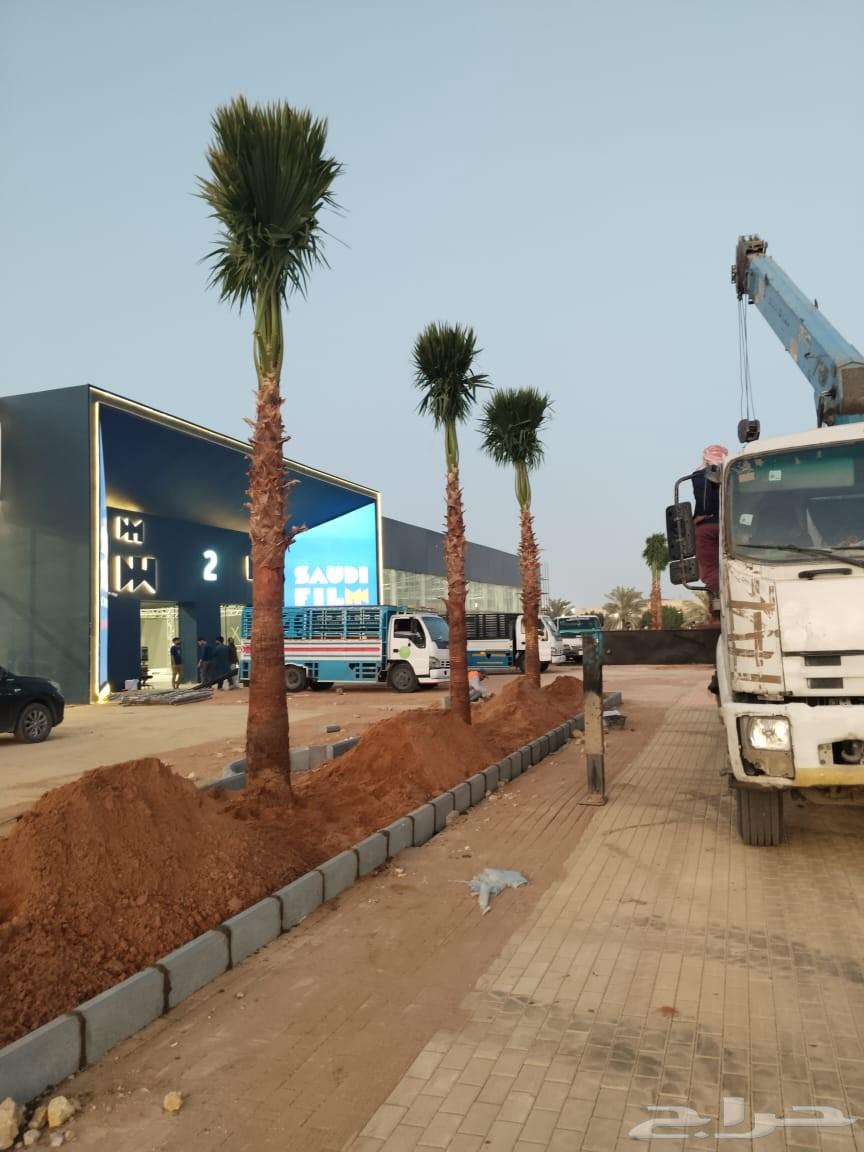 مقاول نخيل عربي وواشنطوني64403489632259113