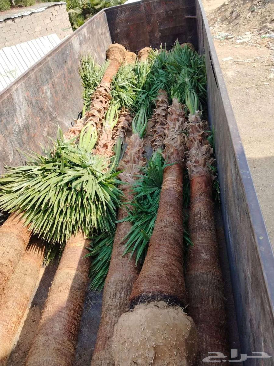 مقاول نخيل عربي وواشنطوني64403489632259112