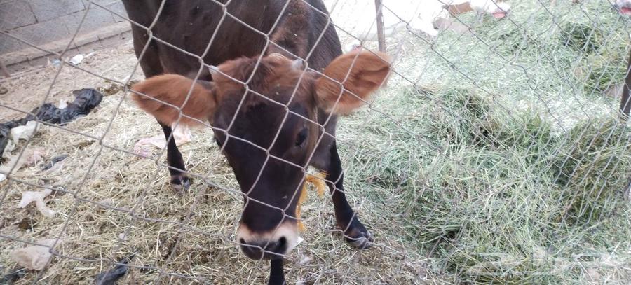 طريق الرديف ..64403600982274110