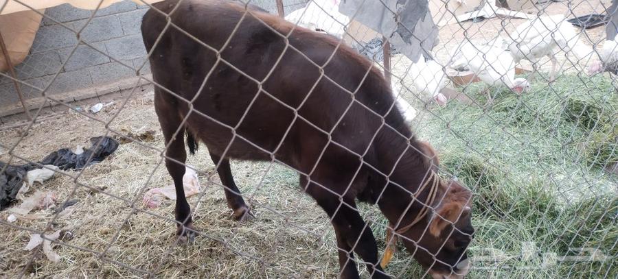 طريق الرديف ..64403600982274111