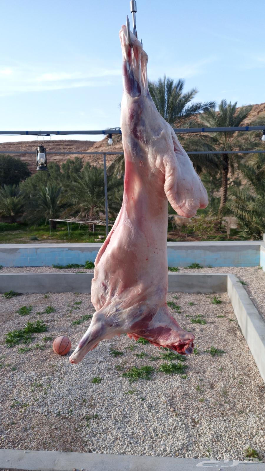 شواء خارجي ومشويات في المنازل والبر64403695739010110