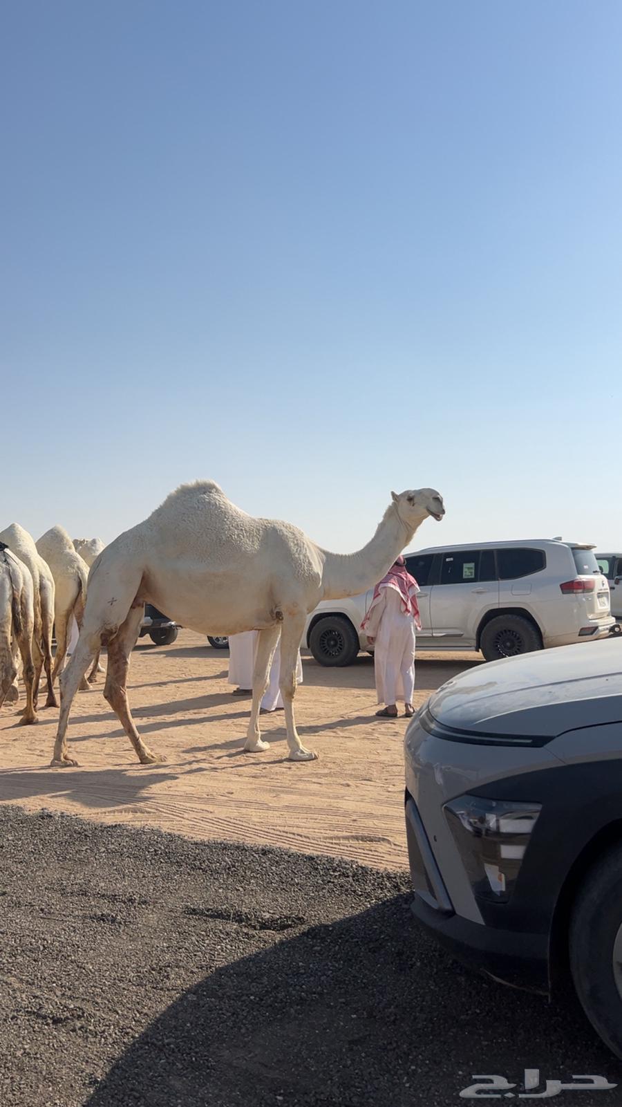 حلال اي شي ماشي شوي ان شاءالله من الطائف إلى الحفر64403742837506110