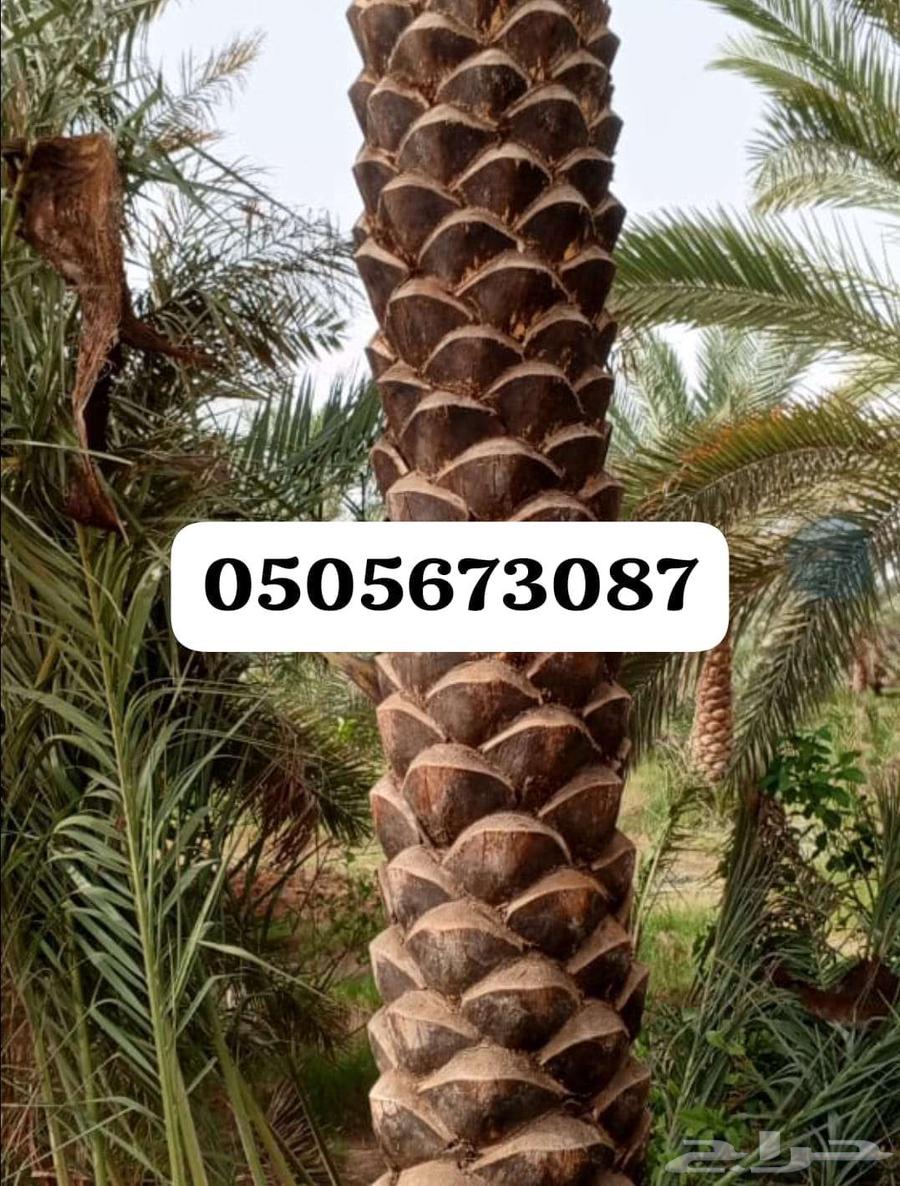 تنظيف النخل العربي والشنطني64403838583939110