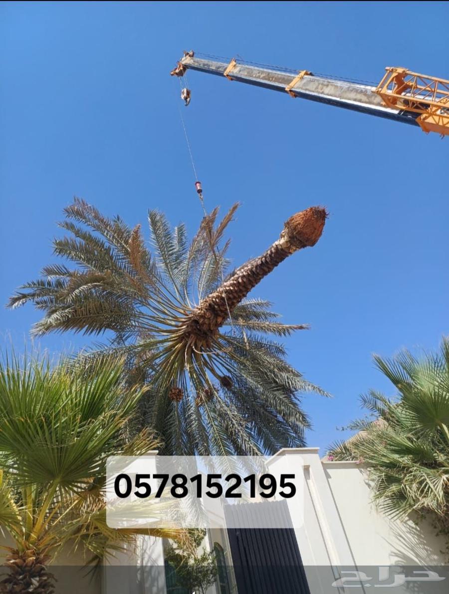 قشع نخل غرس نخل قص شجر تقطيع شجر رافعه نقل نخل64403742867843113