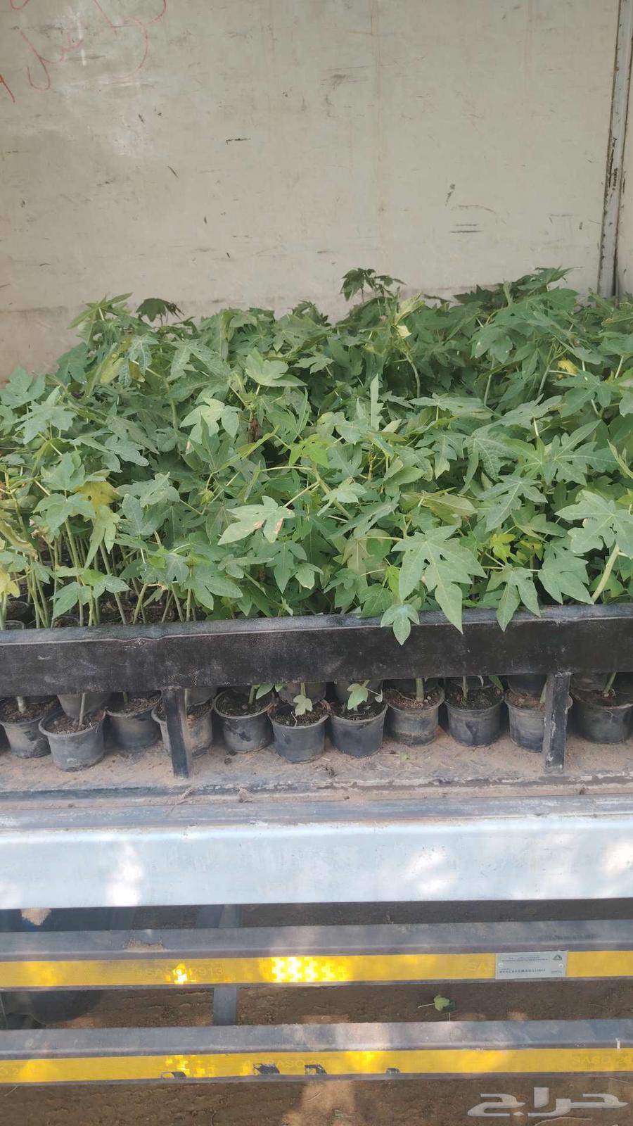 أبو غليص لجميع أنواع الشتلات المانجو الجيزاني شحن لجميع المم64403742385025112