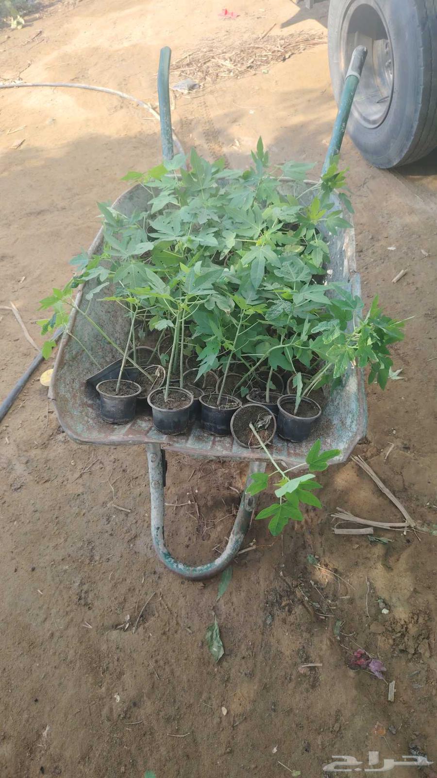 أبو غليص لجميع أنواع الشتلات المانجو الجيزاني شحن لجميع المم64403742385025113