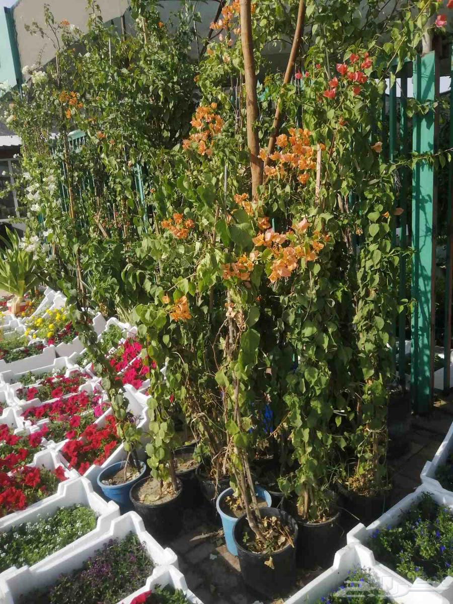 مزارع ومنسق حدائق64403822708481112