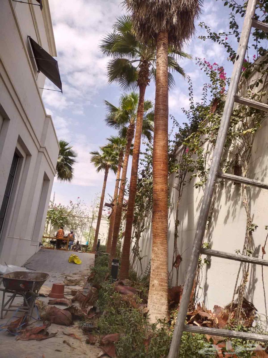 تنظيف النخل العربي والشنطني64403838583939112