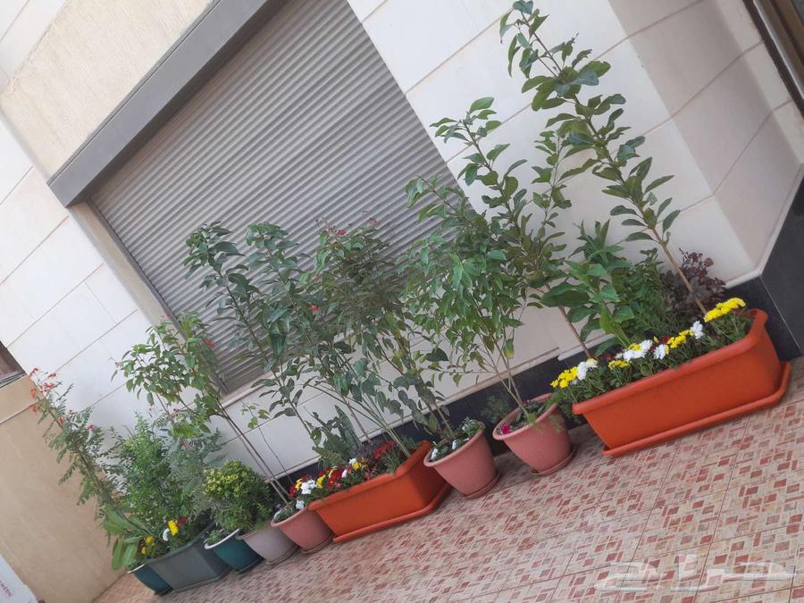 مزارع ومنسق حدائق64403822708481111