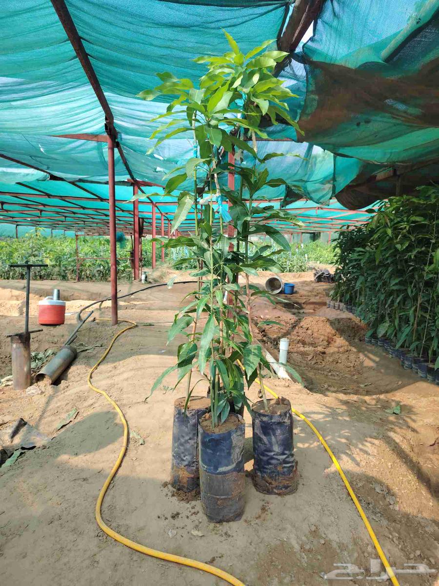 أبو غليص لجميع أنواع الشتلات المانجو الجيزاني شحن لجميع المم64403742385025111