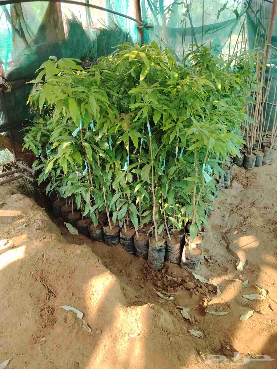 أبو غليص لجميع أنواع الشتلات المانجو الجيزاني شحن لجميع المم64403742385025110