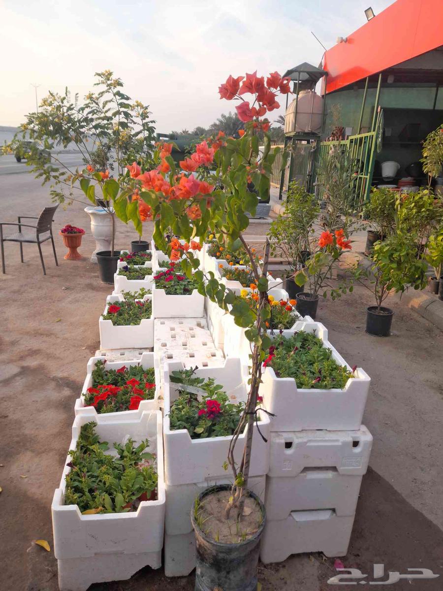 مزارع ومنسق حدائق64403822708481110